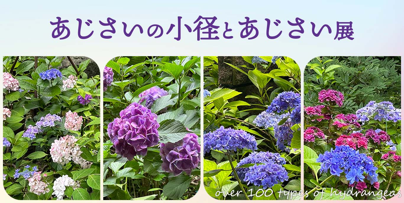 あじさいの小径とあじさい展